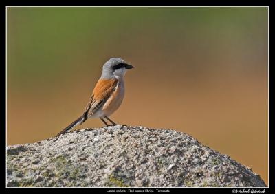 Red-backed Shrike, Havng