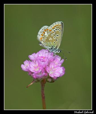 Puktrneblvinge (Polyommatus icarus), Ravlunda