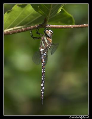 Dragonfly, Yddingesjn