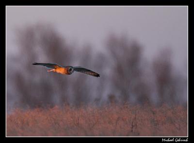 Short-eared Owl in Flight