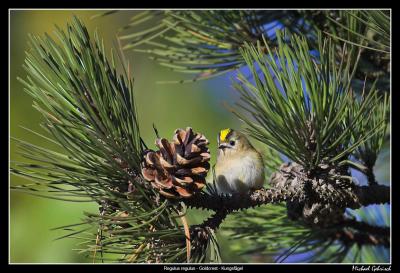 Goldcrest, Falsterbo Lighthouse