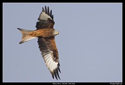 Red Kite, St. Rby