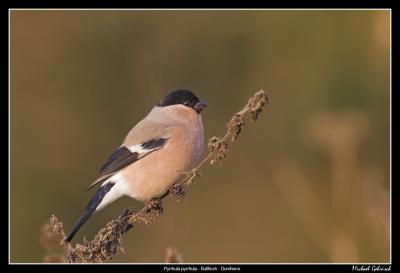 Bullfinch, Silvkra