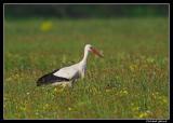 Stork on Meadow, Vomb