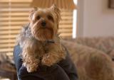 An Angry Dog
