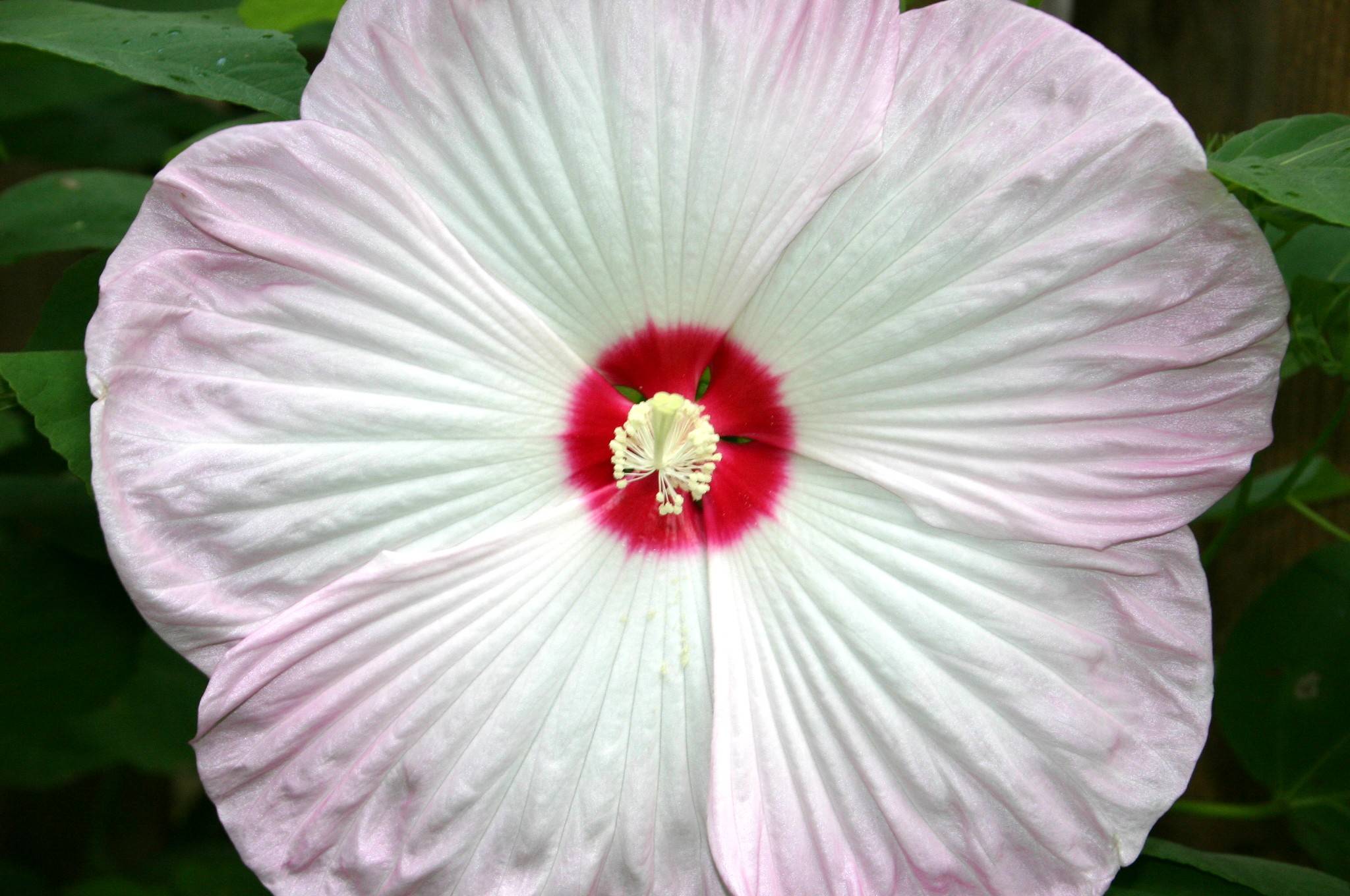 Hibiscus