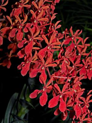 Renanthera 'Yen'