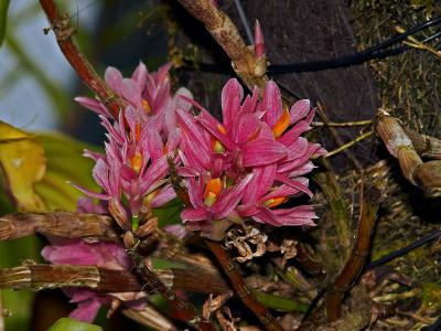 Dendrobium bracteosum