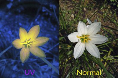UV & Visible Comparison
