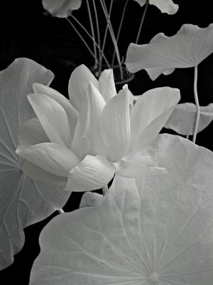 Lotus