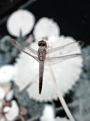 Blue Dragonfly