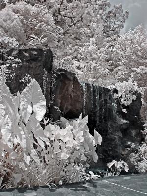 v3/43/42943/3/45614560.GingerGarden01m.jpg