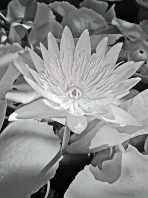 Blue Waterlily