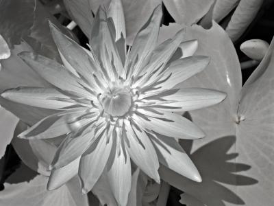Red Waterlily