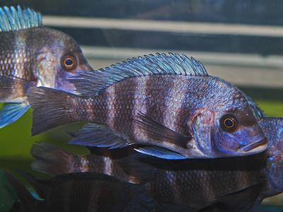 Cyphotilapia frontosa Blue Zaire 'Kipili'