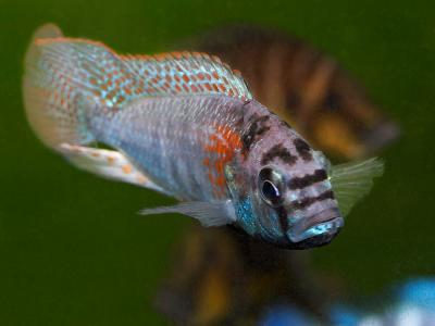 Haplochromis burtoni 'Red Spotted'
