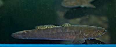 Freshwater Goby (Unknown Variant)