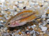 Nanacara anomala Red