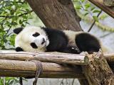 Giant Panda