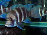 Cyphotilapia frontosa Lightning Blue Ikola