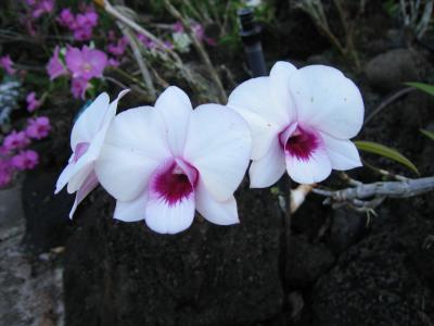 Hawaii Flowers