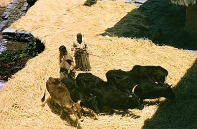 Vashisht threshing with cows
