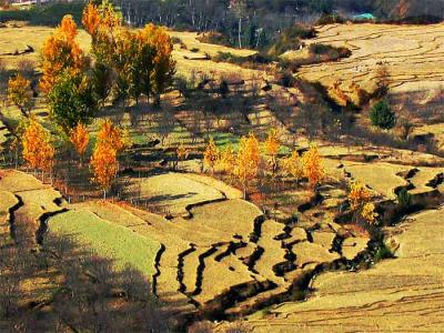 Autumn rice fields