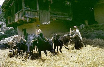 Vashisht Threshing 1978