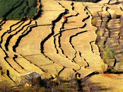 Autumn Rice Fields
