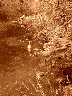 scum pond in sepia