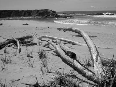 driftwood beach1