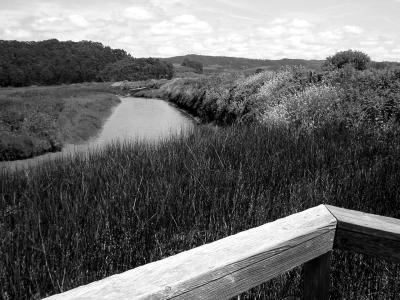 creek from deck