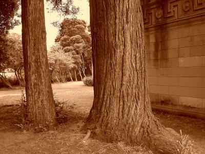 palace trees