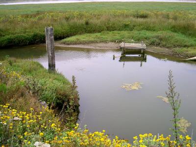 pescadero creekside