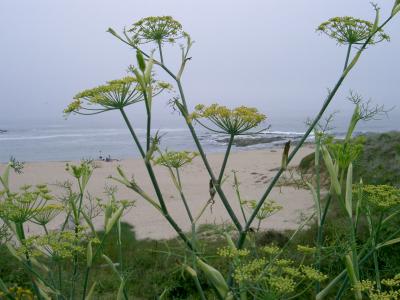 coastal plants