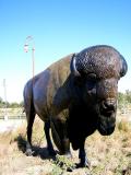 buffalo