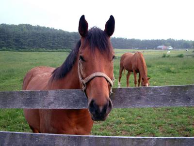 Elenas Horse hearsay