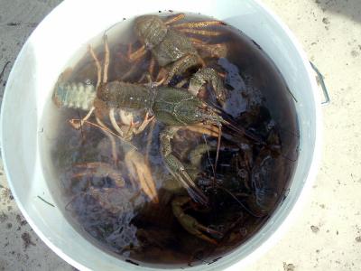 Don River Crawfish