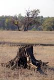 Stump in Field