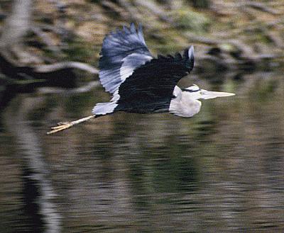 BHeron2.jpg