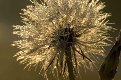 Dew Dandelion 518 lo.jpg