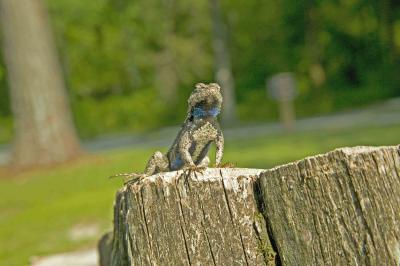 Fence Swift 2 lo.jpg