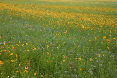 Flower Field 459 lo.jpg