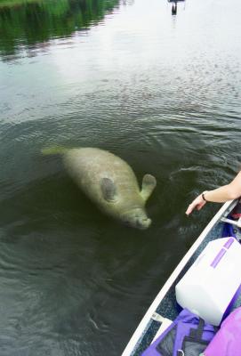 ManateeUpsideDown.jpg