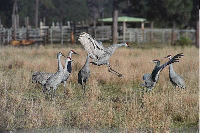 sandhill cranes fighting 2.jpg
