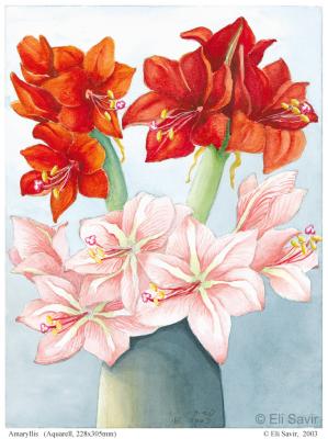 Amaryllis