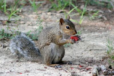 Yummy Watermelon!