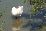 Aggie Breeding Experiment Gone Bad