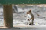 Sometimes I sits and thinks and sometimes I just sits