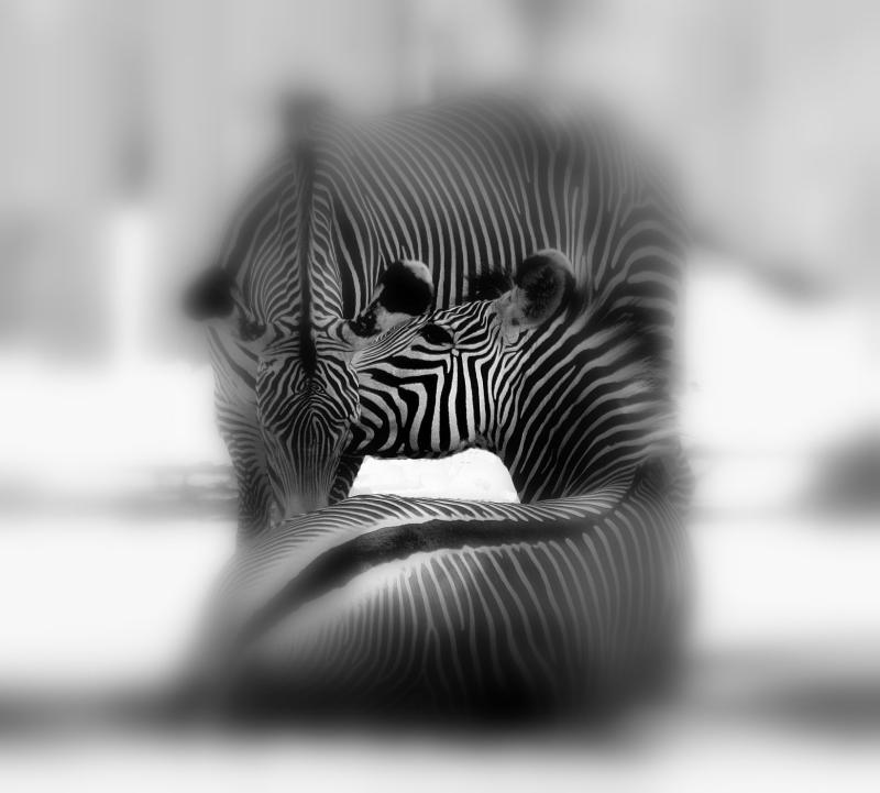 Stripes